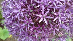 Allium giganteum