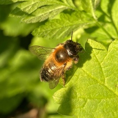 Anthophila