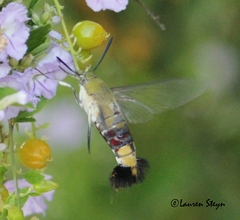 Cephonodes hylas virescens