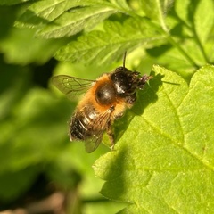 Anthophila