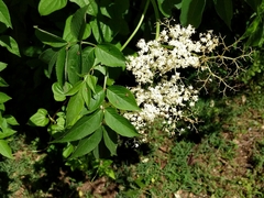 Sambucus canadensis