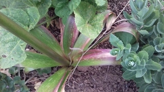 Allium giganteum