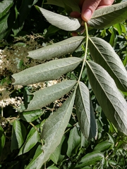 Sambucus canadensis