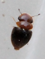 Calyptomerus dubius