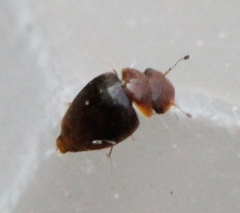 Calyptomerus dubius