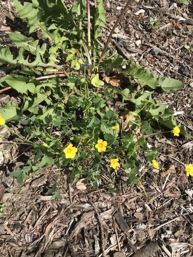 photo of Upright Yellow Woodsorrel (Oxalis stricta)