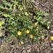 photo of Upright Yellow Woodsorrel (Oxalis stricta)