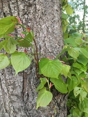 Tilia × europaea