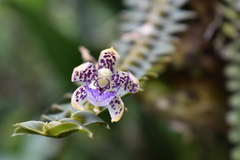 Dichaea