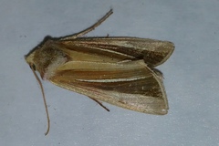 Plusia venusta