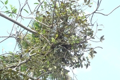 Helicanthes elastica