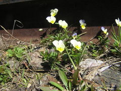 Viola hymettia