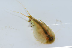 Triops cancriformis