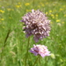 Microbotryum scabiosae - Photo (c) matzlutz, some rights reserved (CC BY-NC), uploaded by matzlutz