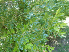 Zanthoxylum hirsutum