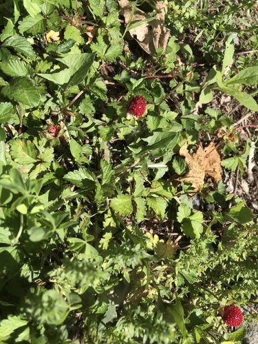 photo of Mock Strawberry (Potentilla indica)