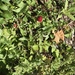 photo of Mock Strawberry (Potentilla indica)