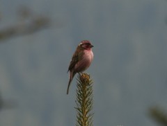 Carpodacus thura