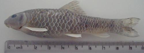 Red garra (Garra rufa) — Cyprinidae — 2