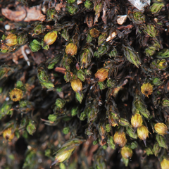 Orthotrichum hallii