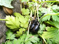 Liparus glabrirostris