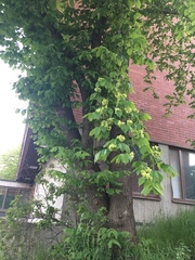 Ulmus glabra