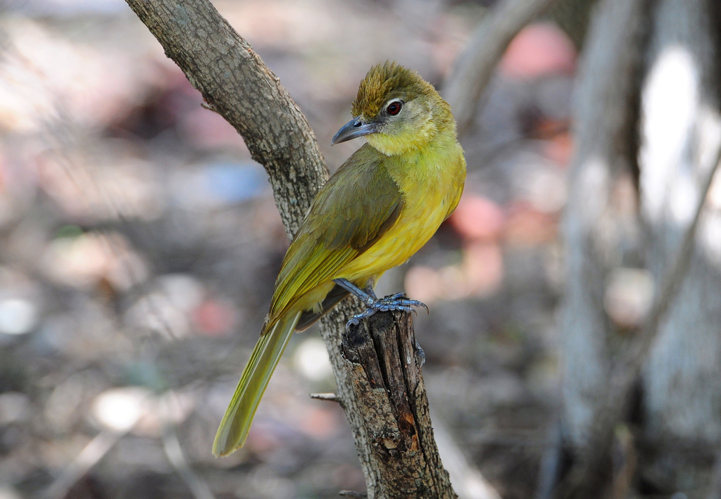 Yellow-bellied Greenbul (Chlorocichla flaviventris) photo