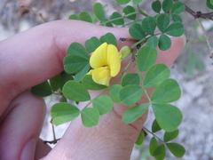 Hippocrepis emerus emeroides