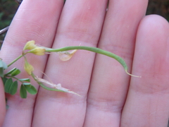 Hippocrepis emerus emeroides