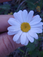 Tanacetum poteriifolium