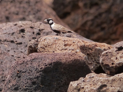 Eremopterix signatus