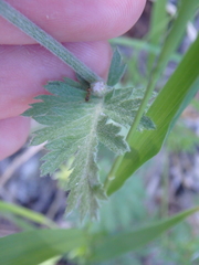 Tanacetum poteriifolium