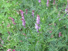 Vicia tenuifolia