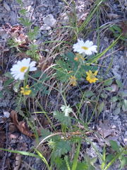 Tanacetum poteriifolium