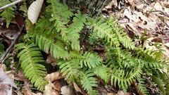 Polypodium appalachianum