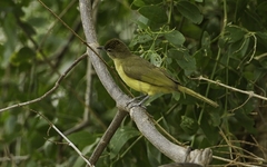Yellow-Bellied Greenbul photo 5