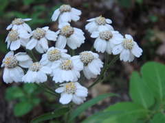 Achillea biserrata