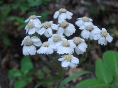 Achillea biserrata