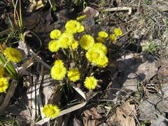 Tussilago farfara