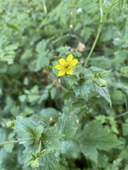 Geum urbanum