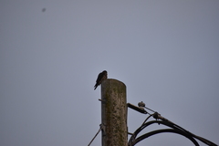 Falco columbarius suckleyi