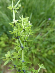Melanotaenium endogenum