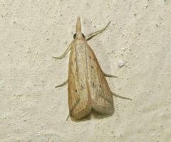 Scirpophaga incertulas