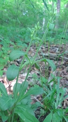 Silene virginica