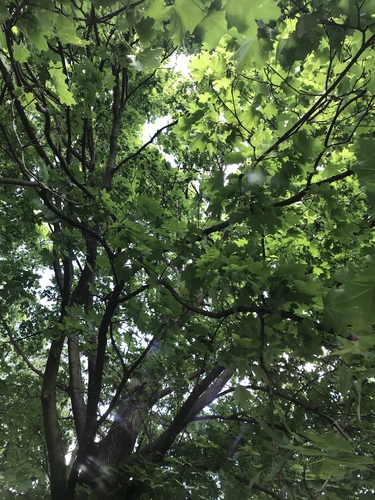 photo of Northern Red Oak (Quercus rubra)