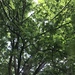 photo of Northern Red Oak (Quercus rubra)