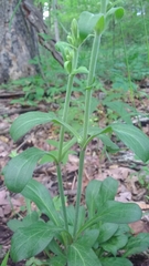 Silene virginica