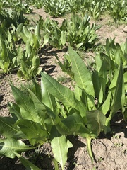 Wyethia amplexicaulis