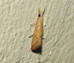 Scirpophaga incertulas