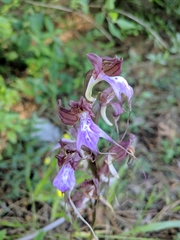 Himantoglossum comperianum